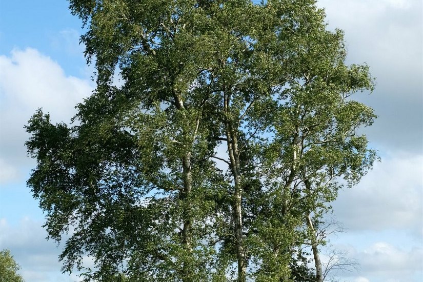 UNEMPFINDLICH GEGEN KÄLTE: Die Moor-Birke (Betula pubescens) ist der Baum des Jahres 2023. Mit dem Rückgang der Moore schrumpft auch ihr Bestand in Deutschland. Foto: Stiftung Baum des Jahres/Rudolf Fenner