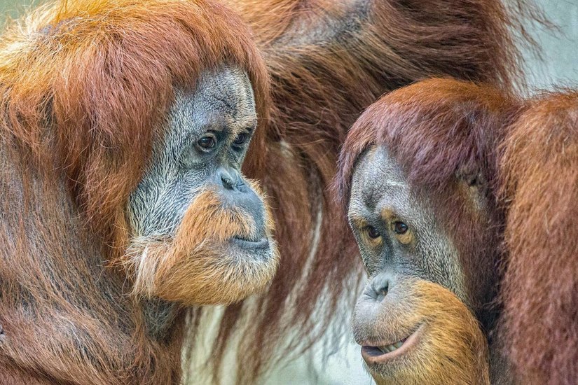 Seit Januar 2022 leistete der Orang-Utan-Mann Batak (rechts) aus dem Tierpark Hagenbeck Karo (links)
und Moni vorübergehend Gesellschaft.