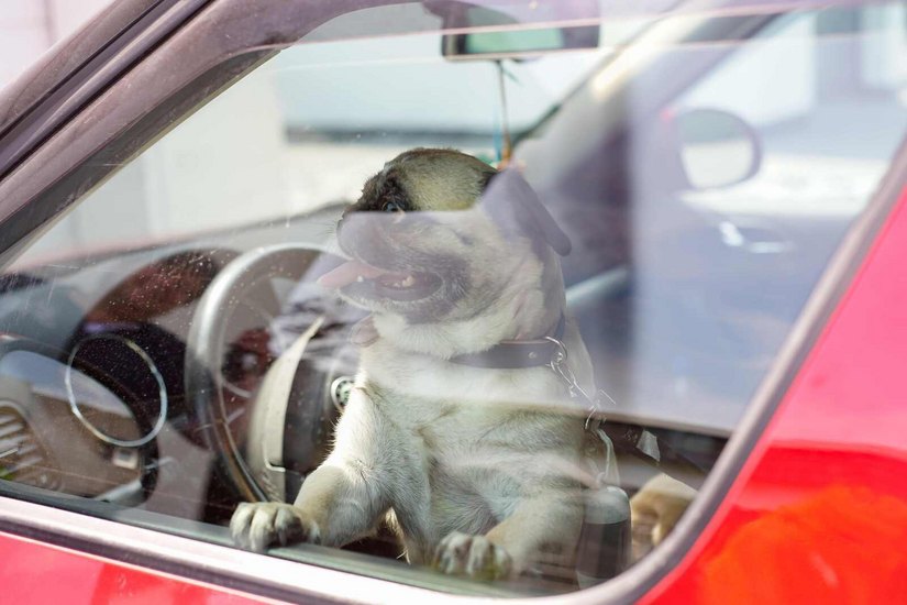 Wird ein Fahrzeug in der Sonne geparkt, kann die Temperatur im Innenraum schon in 20 Minuten um 20 Grad steigen. Für Hunde wird das schnell lebensgefährlich.