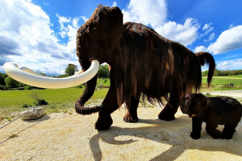 LIVE UND IN FARBE ERLEBBAR: Wollhaarmammut „Zottel“ begrüßt mit dem Baby-Mammut ab 1. April wieder Besucher im Archäopark. Foto: Anika Janas