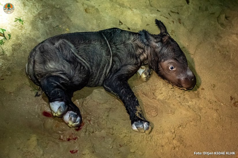 Das neugeborene Weibchen ist das vierte Kalb, das im Sumatran Rhino Sanctuary zur Welt kam.