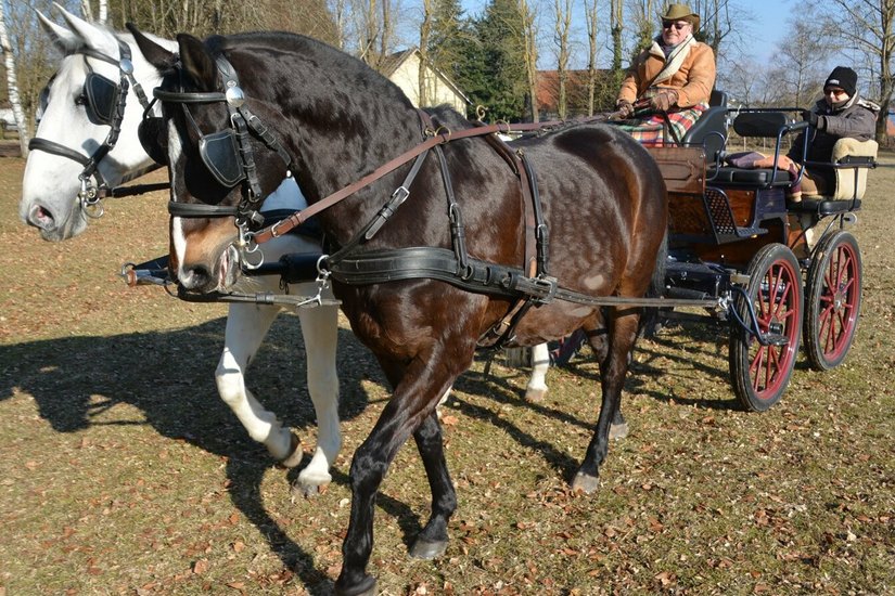 Das Leben und der Sport mit Lippizaner-Pferden prägen den Alltag von Karin und Reiner Wannenwetsch in Zang bis heute Foto: Daniela Stängle