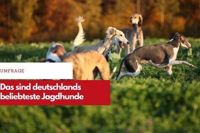 Jagdhunde werden in Deutschland immer beliebter. Ob Deutsch Kurzhaar, Weimaraner oder Windhundrasssen (Bild), ein Jagdhund braucht die Herausforderung und Training.