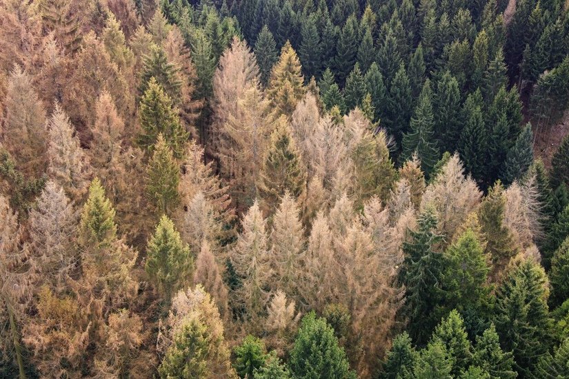 DEN WALD SCHÜTZEN: Bei Borkenkäferbefall ist eine schnelle Reaktion des Waldbesitzers notwendig.