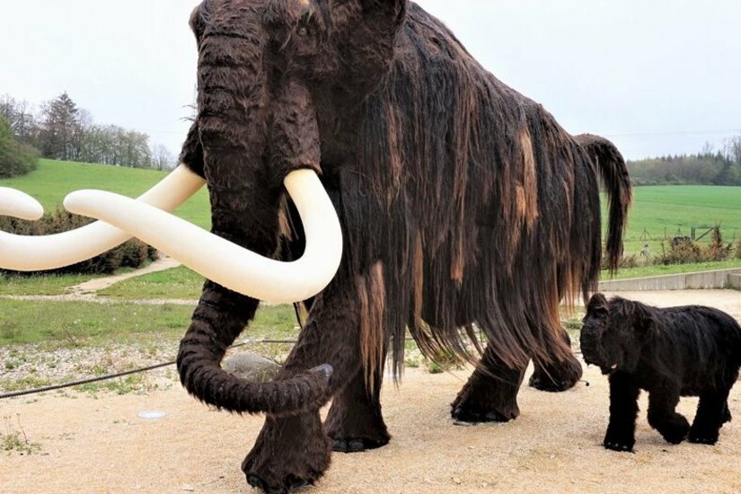 ZU ZWEIT UNTERWEGS IM ARCHÄOPARK: Mammut „Zottel“ freut sich über Nachwuchs. Das Kalb muss aber noch auf seine Taufe warten, bis es die Corona-Lage zulässt.