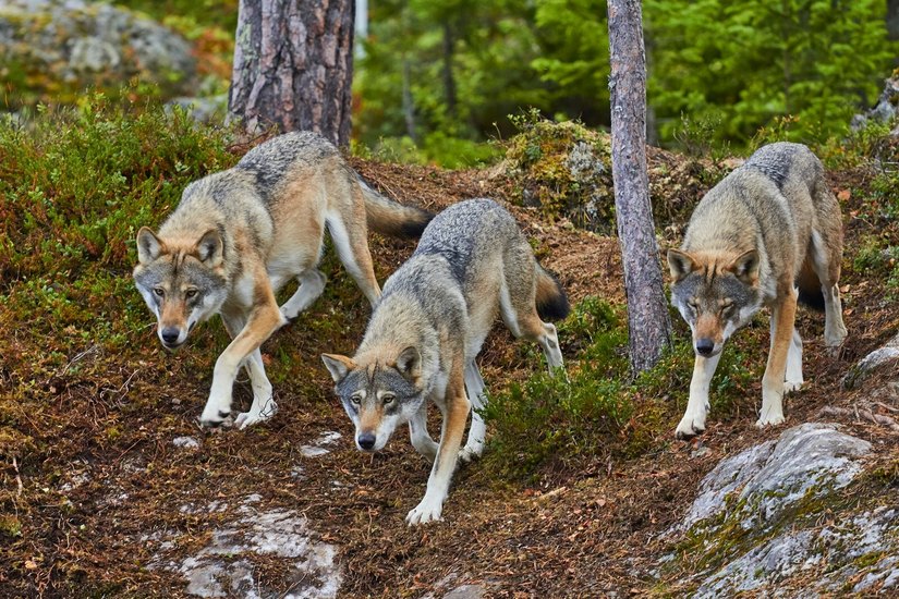 Mehr als 70 Prozent der Menschen in Baden-Württemberg begrüßen die Rückkehr des Wolfs in unsere heimische Natur.