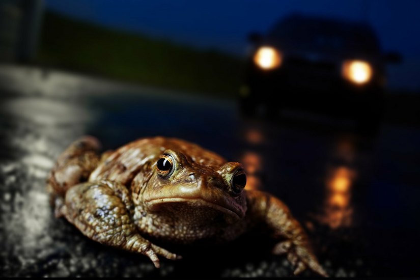 Der NABU bittet um Beachtung von Straßensperren zum Amphibienschutz während der Krötenwanderung. Auf einigen Strecken sterben jedes Jahr unzählige Tiere.