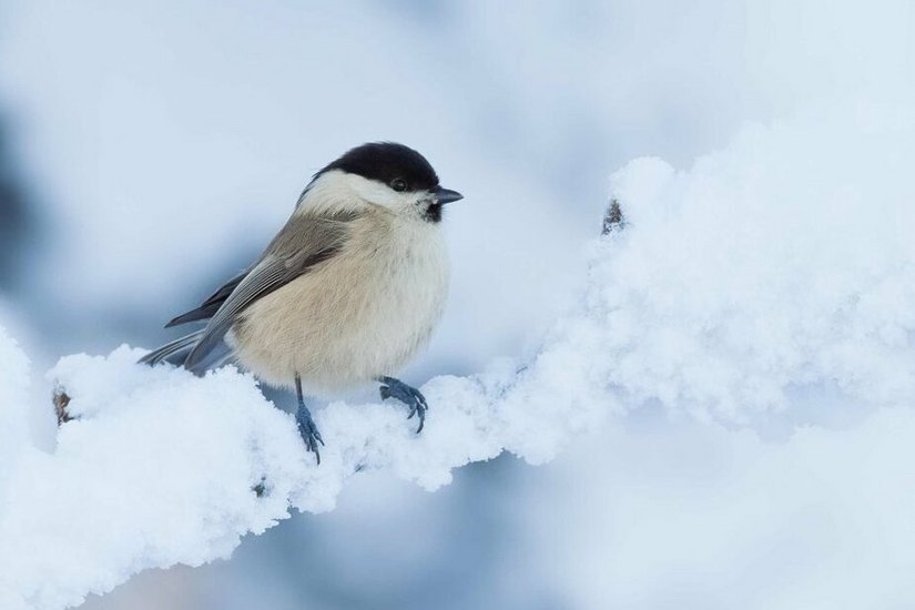 EIN EHER SELTENER GAST BEI UNS: Aber wer weiß – vielleicht kann man bei der „Stunde der Wintervögel“ vom 6. bis 8. Januar auch die hübsche Weidenmeise beobachten?