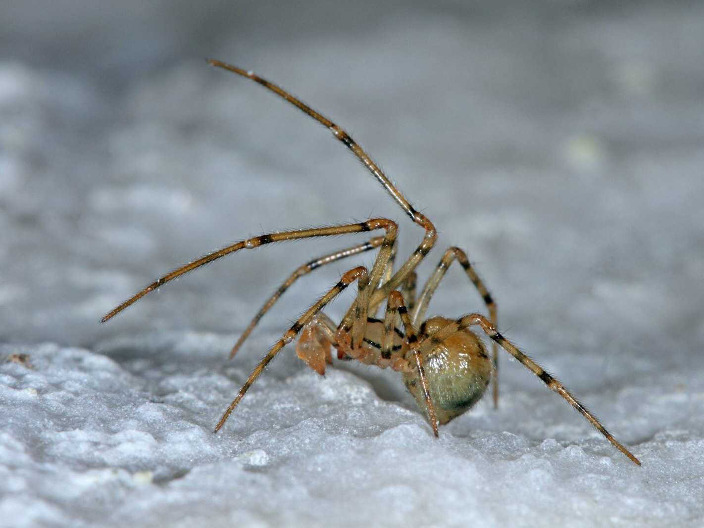 DOPPELTE EHRE FÜR EINEN WINZLING: Die nur wenige Millimeter große Gefleckte Höhlenspinne (im Bild das Männchen) ist gleichzeitig Höhlentier und Spinne des Jahres.