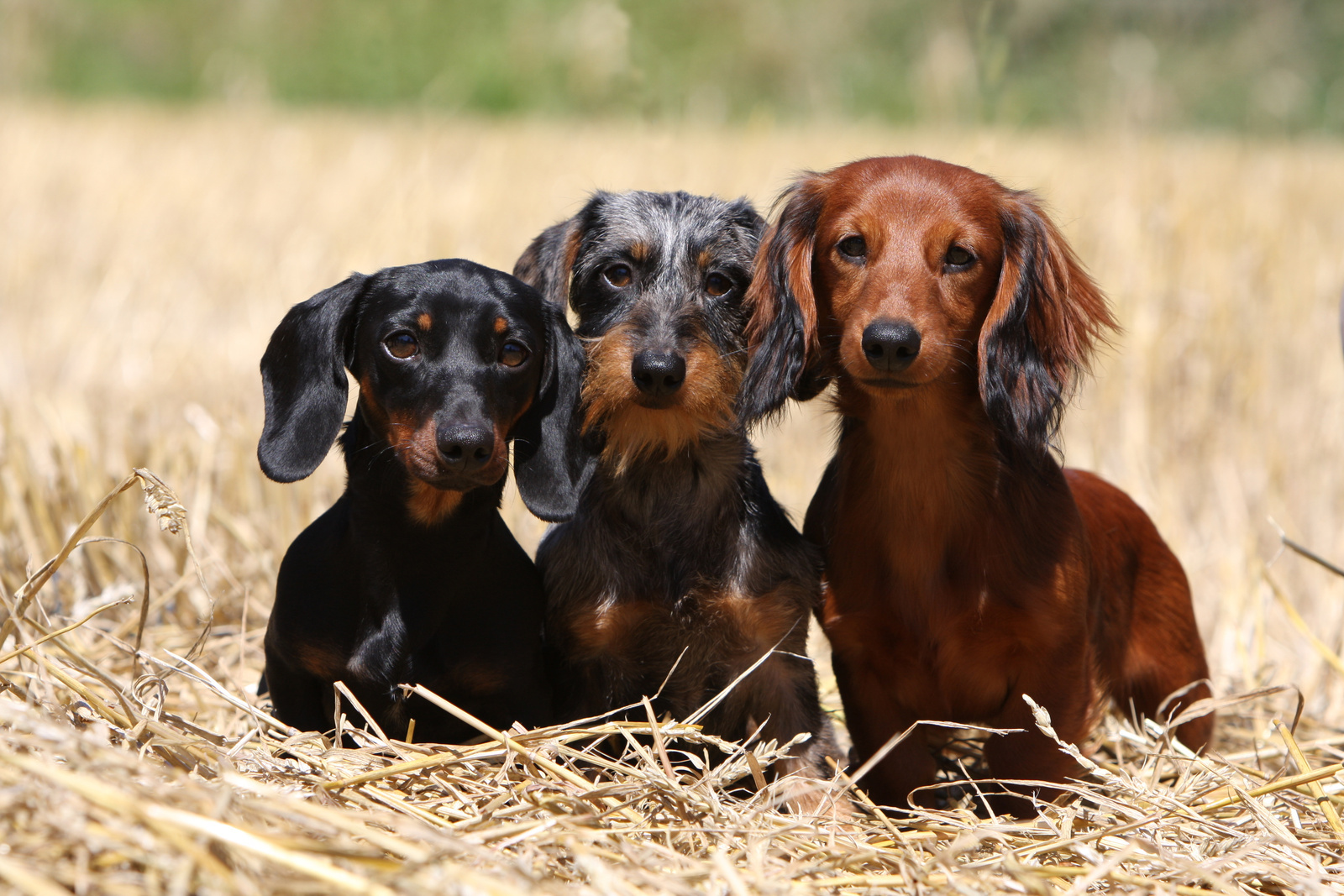 Teckel sind aufgrund ihres einzigartigen Aussehens und ihres lebhaften Charakters beliebte Haustiere. Foto: adobestock/dogs