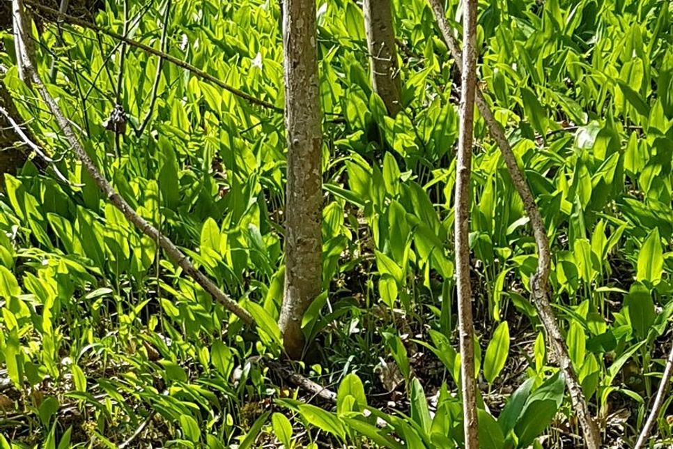 ES GRÜNT SO GRÜN: Der beliebte Bärlauch gehört zu den Pflanzen, die dieser Tage den Waldboden überziehen. Bei den Albguide-Touren im April wird man sicherlich auf das schmackhafte Kraut stoßen.