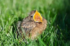 BITTE ERST BEOBACHTEN UND DIE LAGE SONDIEREN: Auch wenn ein Nestling wie diese junge Amsel noch so herzzereißend piept und ruft, ist nicht gesagt, dass das Vögelchen von seinen Eltern verlassen wurde - oft sind die Altvögel ganz in der Nähe.