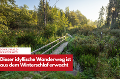 Wildnis, Stille und Kraftquelle: Der DonAUwald-Wanderweg ist bereit für die Jubiläumssaison.
