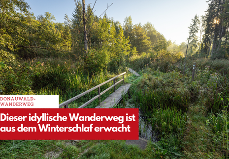 Wildnis, Stille und Kraftquelle: Der DonAUwald-Wanderweg ist bereit für die Jubiläumssaison.