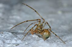 DOPPELTE EHRE FÜR EINEN WINZLING: Die nur wenige Millimeter große Gefleckte Höhlenspinne im Bild das Männchen) ist gleichzeitig Höhlentier und Spinne des Jahres.