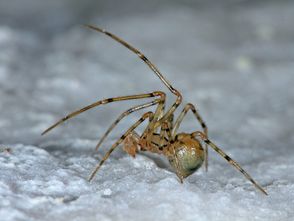 DOPPELTE EHRE FÜR EINEN WINZLING: Die nur wenige Millimeter große Gefleckte Höhlenspinne (im Bild das Männchen) ist gleichzeitig Höhlentier und Spinne des Jahres.
