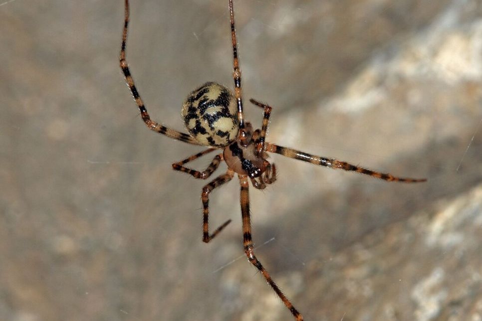 DOPPELTE EHRE FÜR EINEN WINZLING: Die nur wenige Millimeter große Gefleckte Höhlenspinne (im Bild das Weibchen) ist gleichzeitig Höhlentier und Spinne des Jahres.