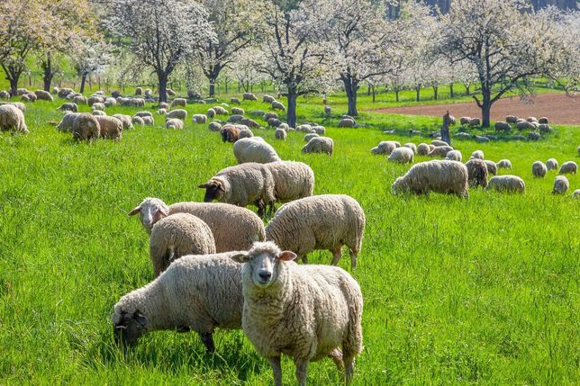 EIN STARKES DOPPEL: Schafe gehören ebenso untrennbar zur Landschaft der Schwäbischen Alb wie die dieser Tage in voller Blüte stehenden Streuobstwiesen.Foto: stock.adobe.com/Dieter Kenz